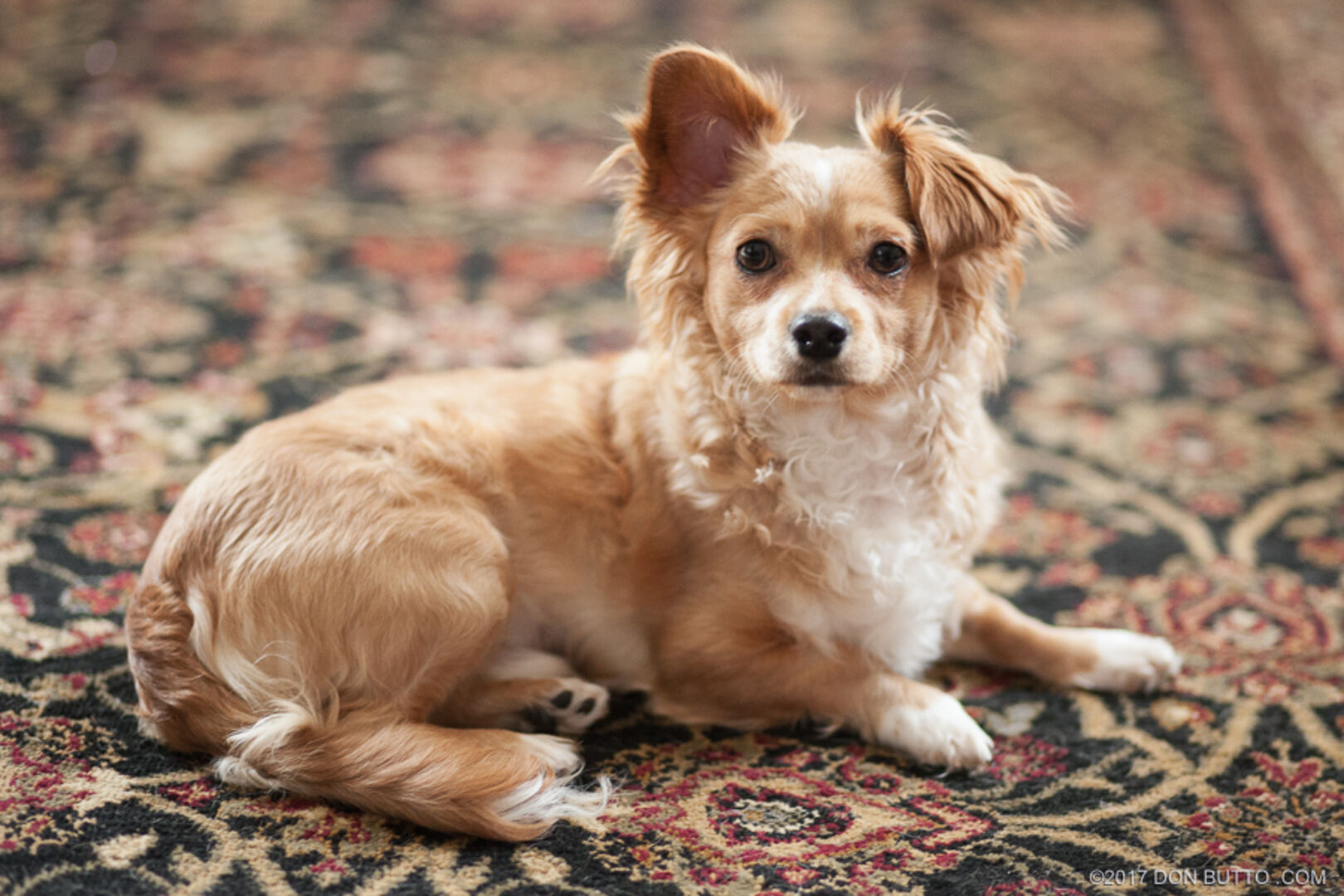 Pet Photography - Watson