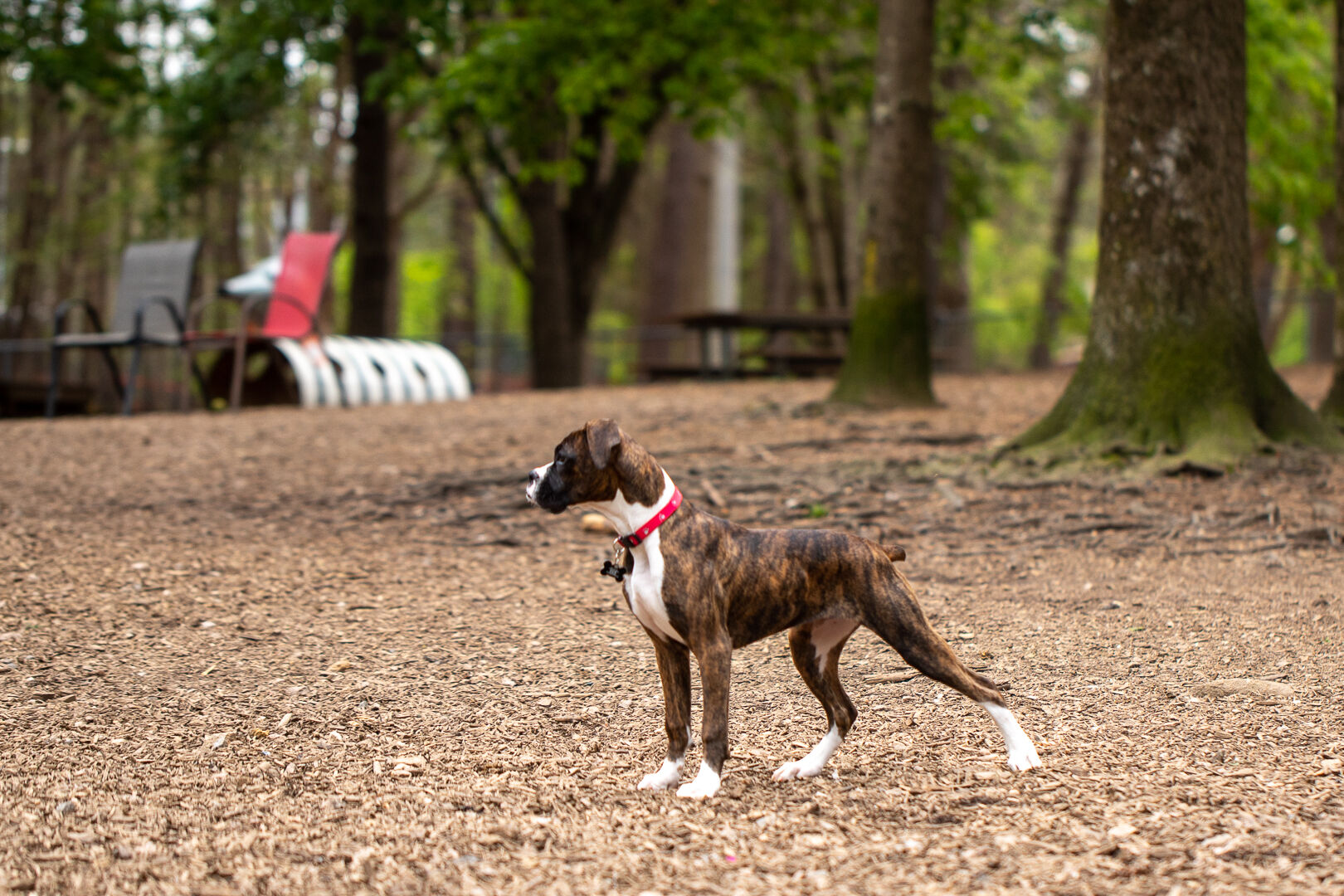 Pet Photography